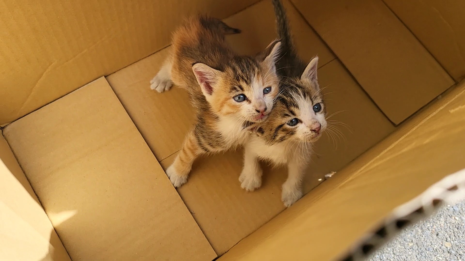 野良猫？捨猫？緊急保護 | 気まぐれプラモ趣味ブログ